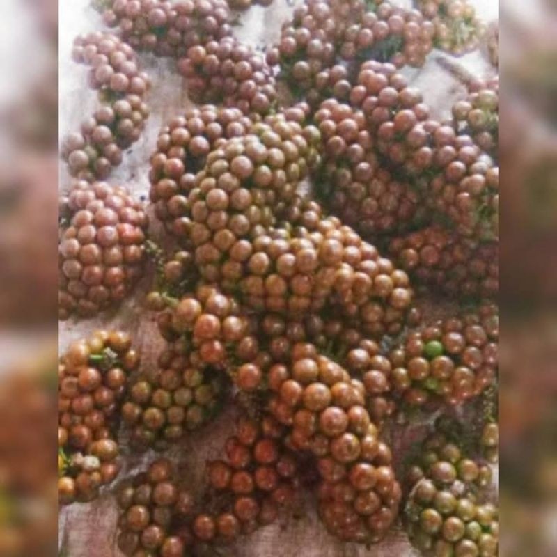 

buah rinu segar 300gram K. D