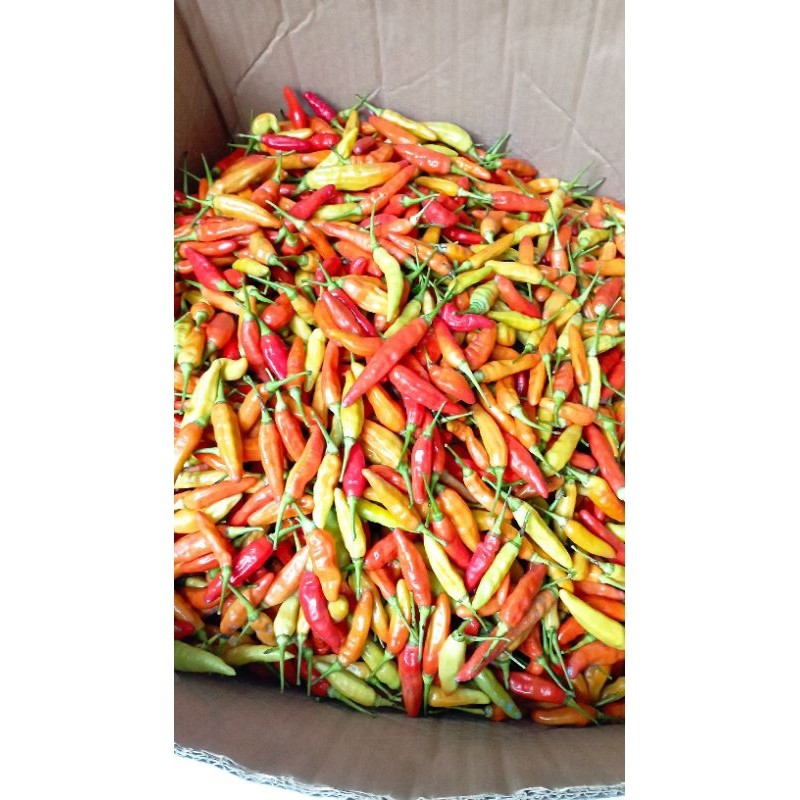 

Paket Cabai Rawit ORI 212 Fresh Langsung dari Petani