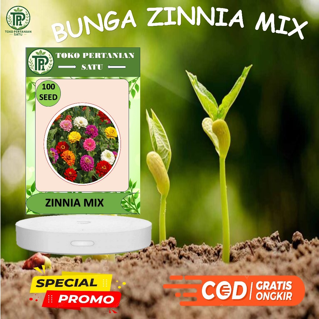 BIJI BENIH 100 BUNGA ZINNIA MIX COLOR BUNGA MINI ZINNIA BUNGA KERTAS BUNGA PAKAN LEBAH KLANCENG TRIG