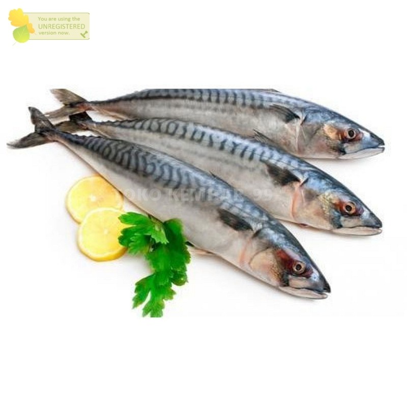 

Ikan Makarel Segar 1Kg Ikan Makarel Ikan Saba Makarel Ikan Salem Makarel Mackerel