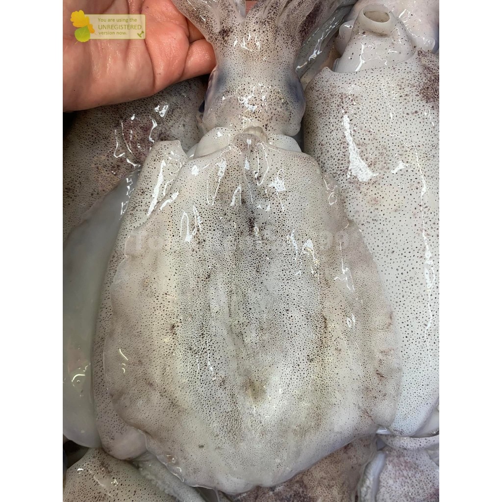 

Cumi Semampar Segar Cumi Semampar Cumi Basah Segar 1Kg