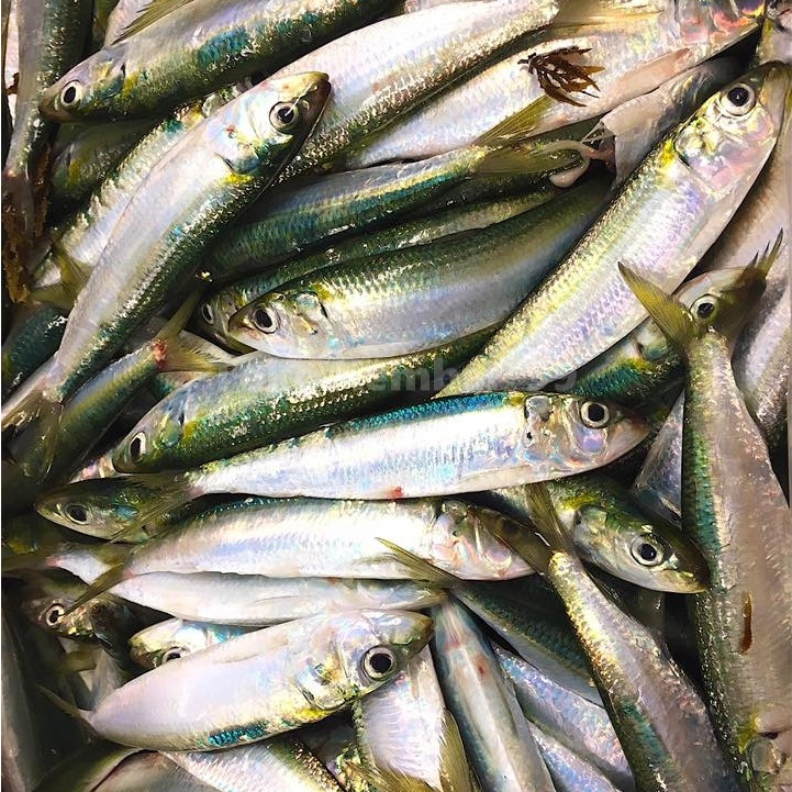 

Ikan Sarden Segar 1Kg Ikan Sarden Utuh