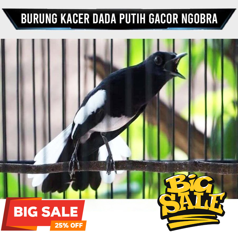 Kacer Dada Putih Gacor Ngobra Koang kicau zaini canary