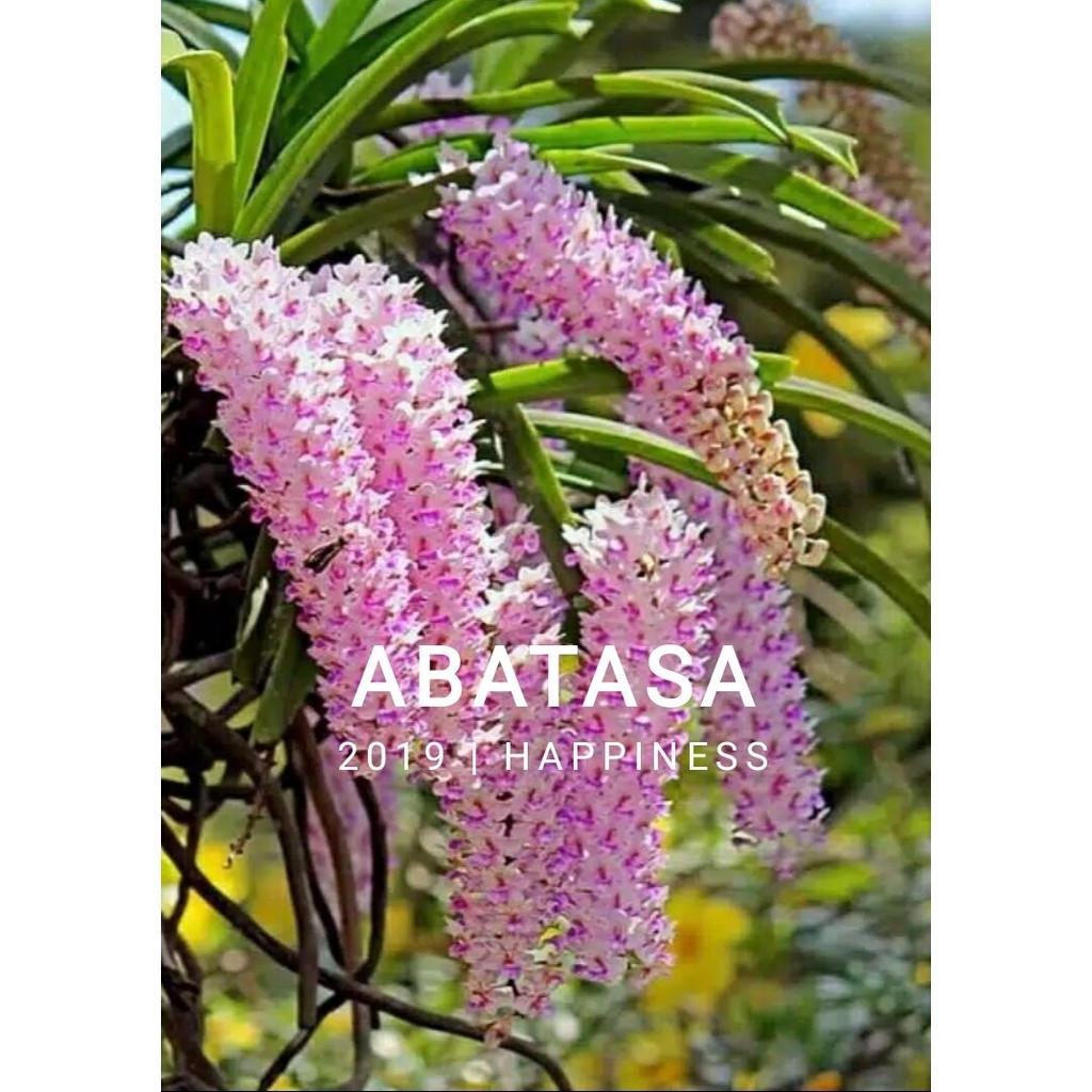 anggrek ekor tupai dewasa siap berbunga