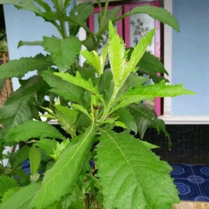 

[RA] Daun sembung segar 500gram fresh Khas pangandaran