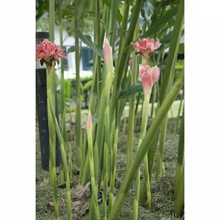 bibit kecombrang hijau bunga ping