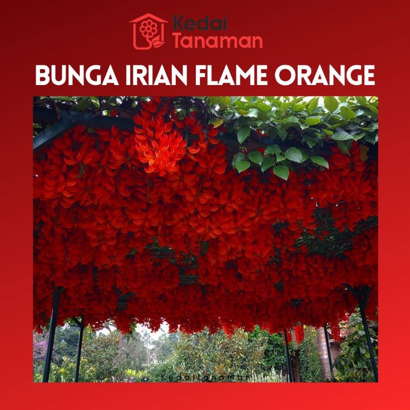 Tanaman Hias Bunga Irian Flame - Irian Of Flame Orange