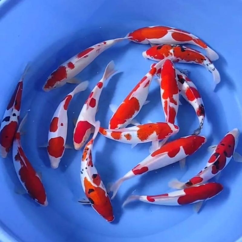 Ikan Koi PILIHAN GRADE A 14-15cm