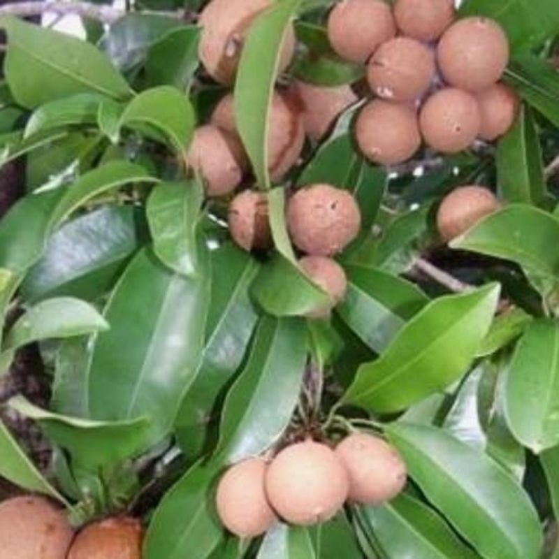 

Sawo Pentil / Masih Kecil untuk obat herbal Premium 1 Kg