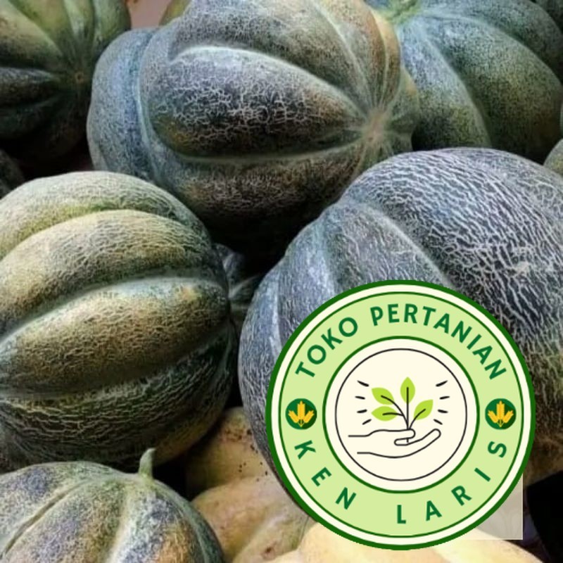 TERMURAH 1000+ BUTIR BENIH BLEWAH KRETEK SUPER UNGGULAN