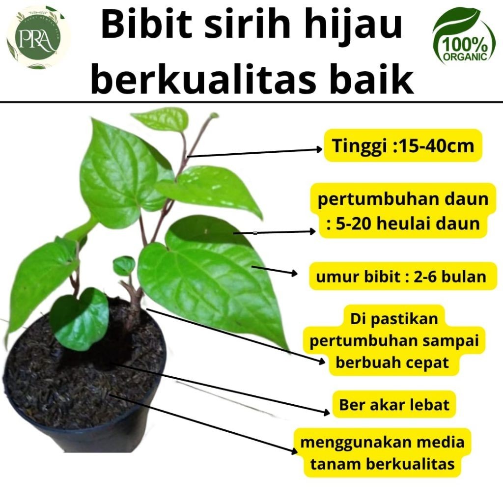 

bibit sirih hijau siap tanam / 1 PCS