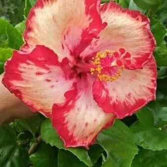 TANAMAN HIAS KEMBANG SEPATU HIBISCUS TUMPUK JENIS KUNING ORANGE