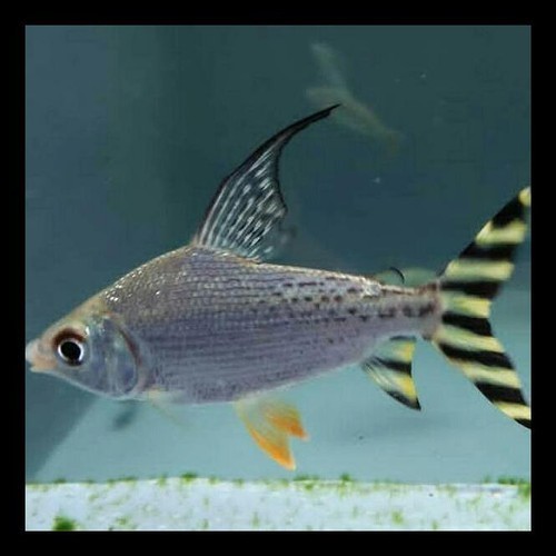 Ikan Hias American Flagtail Yellow Feifeng Fei Feng Ikan Air Tawar Pembersih Lumut