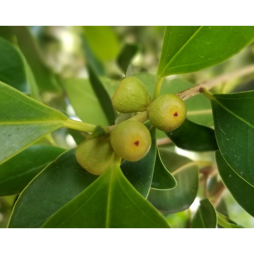 Bibit DOLAR BERINGIN-Bahan Bonsai Dolar Beringin