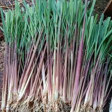

1 kg sereh wangi merah - sereh lanang tanaman obat tradisional herbal