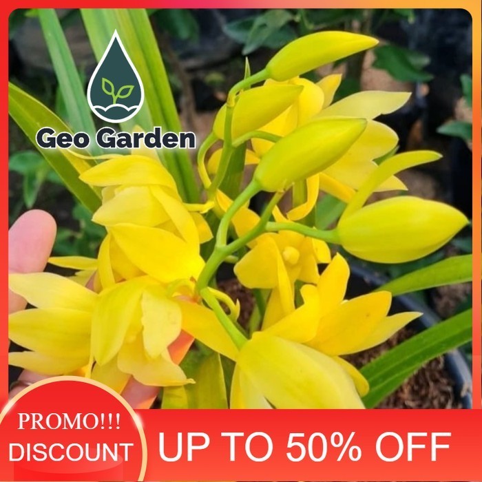 tanaman anggrek tanah | Tanaman bunga anggrek tanah