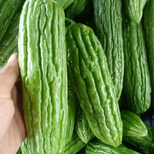 

Pare Ukuran Sedang 500gr | Sayur Segar Medan