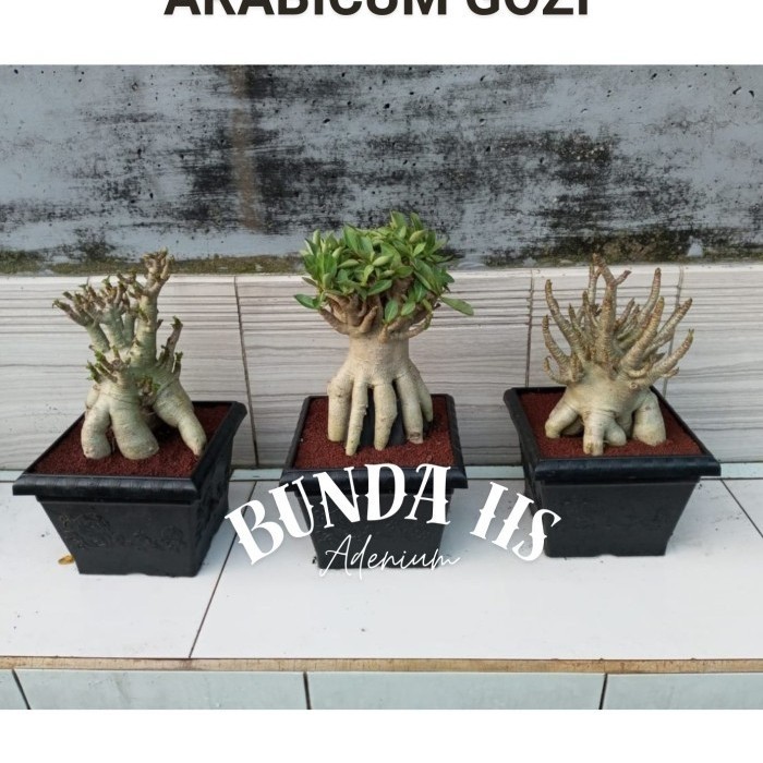 Adenium Arabicum Gozi Big Fat Jumbo, kaki sudah Prokar, Pot 25