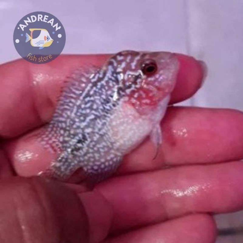 kebutuhan akuarium Super Red Dragon Louhan Lokal Hiasan Aquarium 3 cm