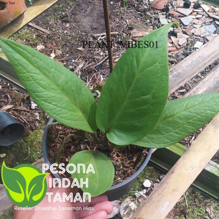 tanaman hias anthurium jemani cobra catalog roset - jemani cobra - ANAKAN