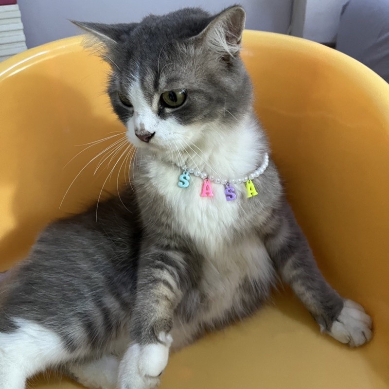KALUNG KUCING NAMA LUCU/ kalung nama kucing custom/ kalung mutiara kucing