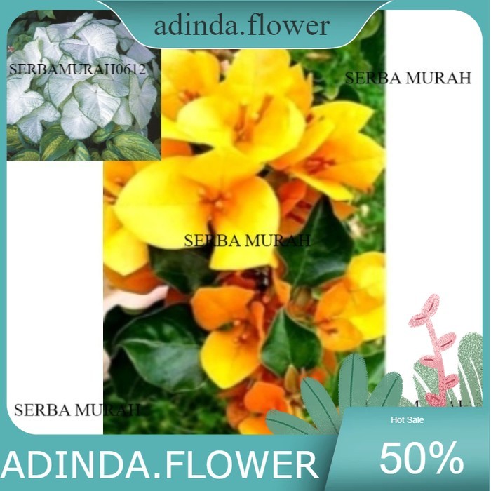 PROMO Tanaman BOUGENVILLE - BUGENVILE - Monalisa kuning bogenfile
