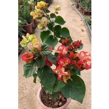 Bougenville / bugenvil Citra Mounduring