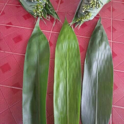 

Daun bambu lebar dan panjang 1kg