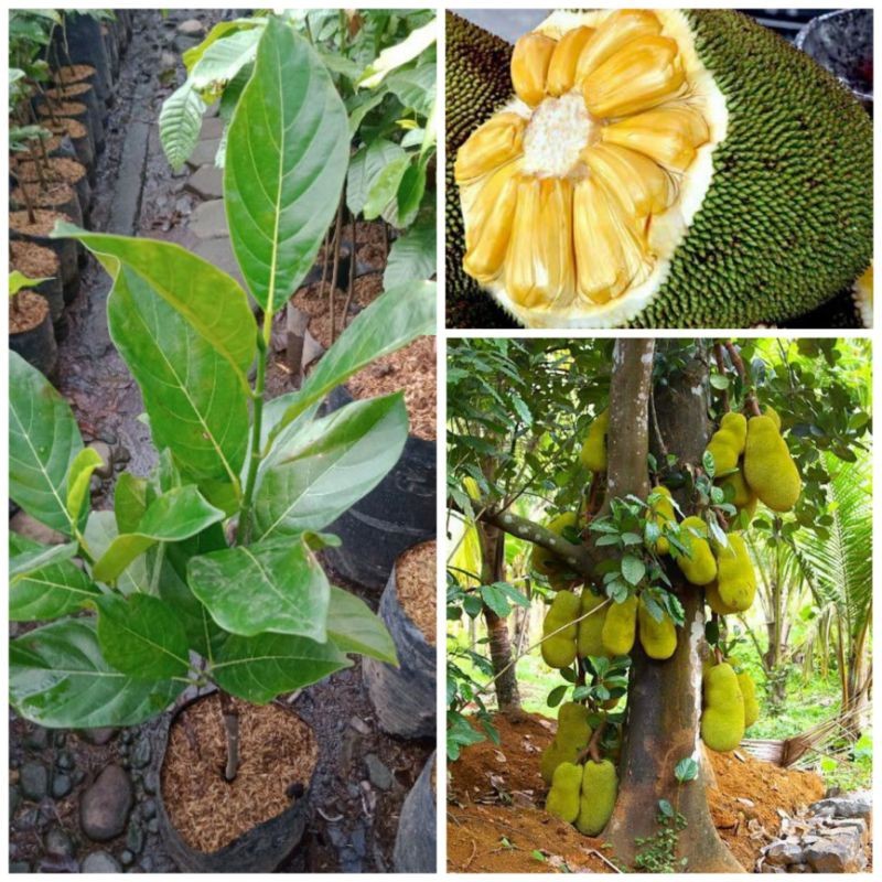 Bibit Tanaman Buah Nangka Madu (SUPER)| mutiara bibit murah