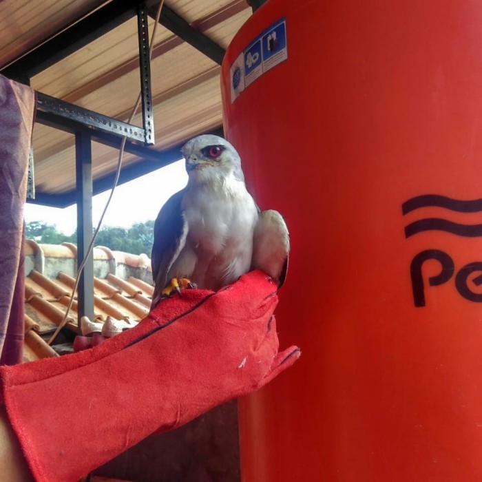 TERMURAH glove elang burung hantu / sarung tangan elang burung hantu