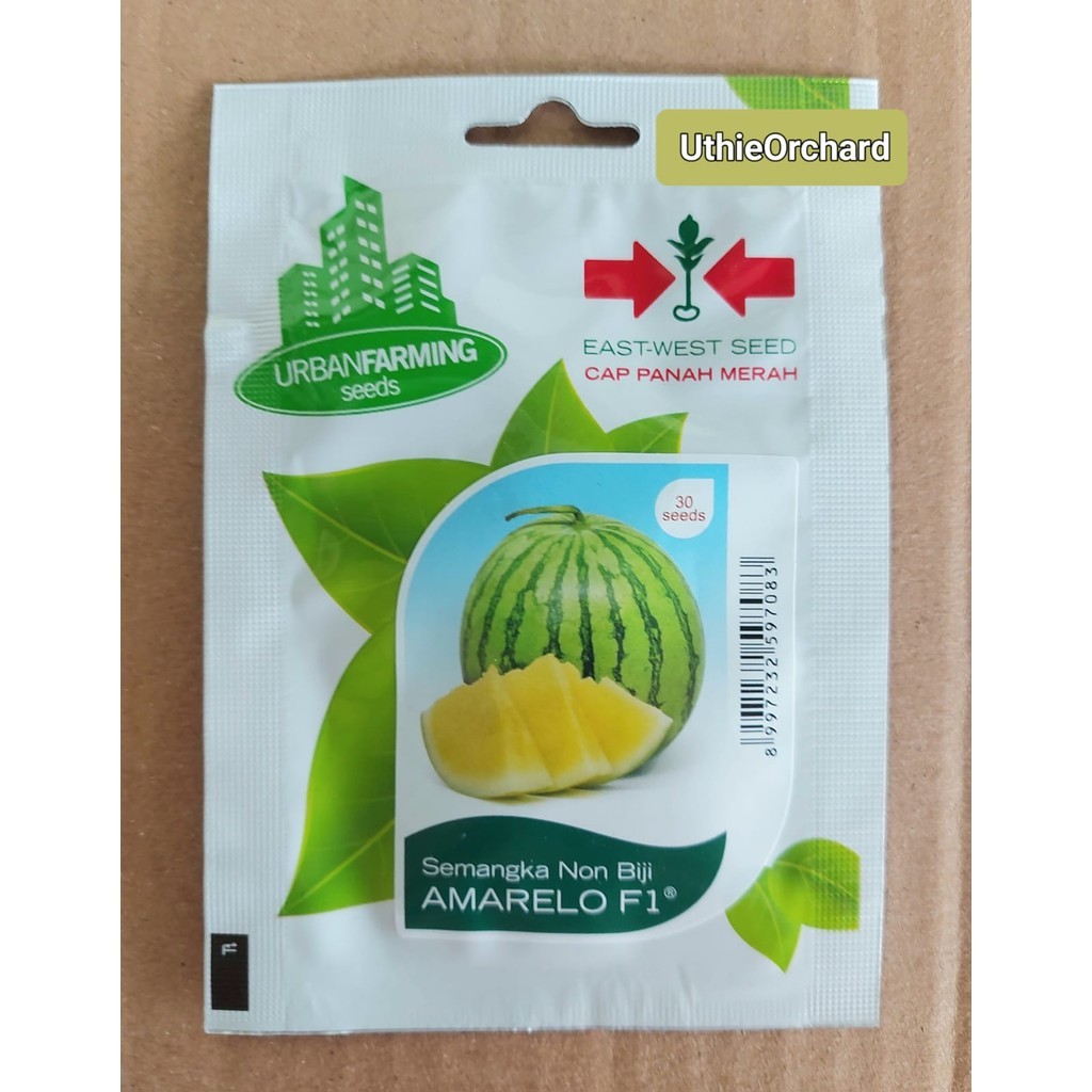 Benih Panah Merah – Semangka Kuning Bulat Non-Biji Amarelo F1