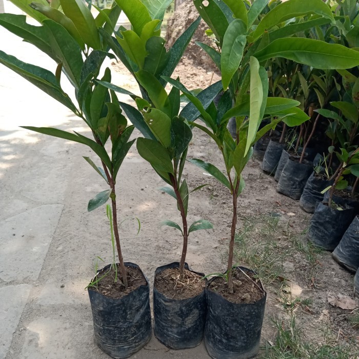 BIBIT JAMBU AIR SEEDLING