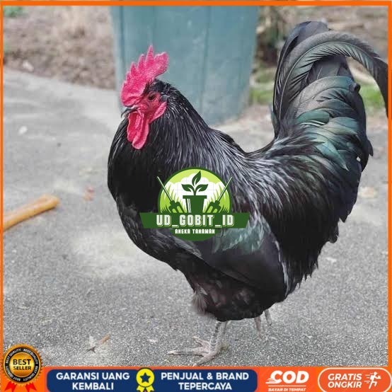 

Telur ayam black australorp fertil siap ditetaskan UD_GOBIT_ID