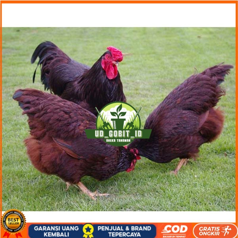 

TELUR AYAM RIR / RHODE ISLAND RED PURE LINE UNTUK DI TETASKAN UD_GOBIT_ID