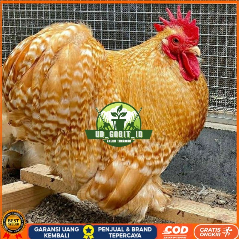 

TELUR AYAM BANTAM CHOCIN UNTUK DI TETASKAN UD_GOBIT_ID