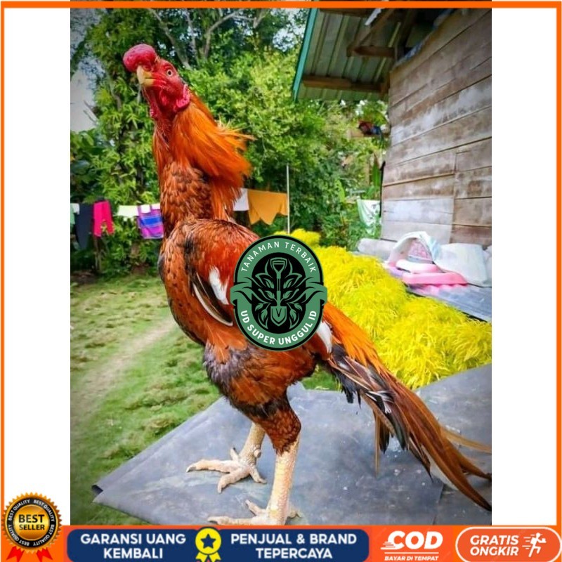 

4 BUTIR TELUR ASSEL HARGA KERJA!! UD_SUPER_UNGGUL_ID