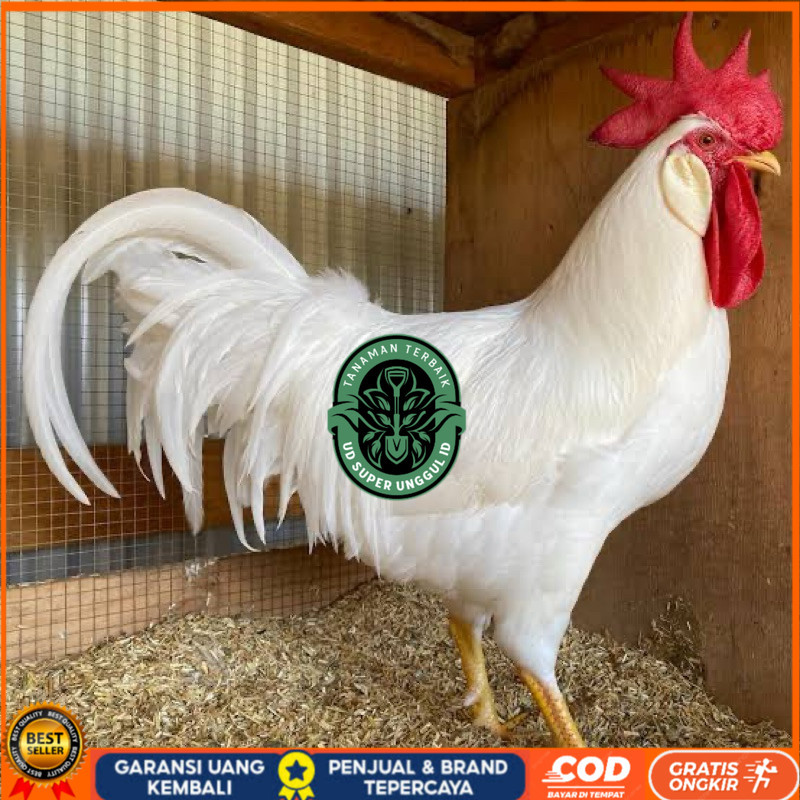 

TELUR FERTIL AYAM WHITE LEGHORN PETELUR HANDAL UNTUK DI TETASKAN UD_SUPER_UNGGUL_ID