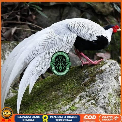 

Telur ayam hias ringneck silver pheasant fertil siap ditetaskan UD_SUPER_UNGGUL_ID