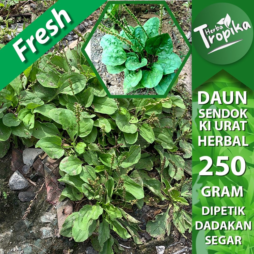 

Daun Sendok kiurat 250 gram segar herbal alami toko herba tropika