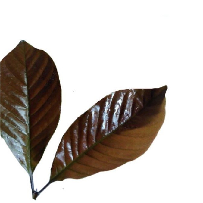 

BEST SELLER Readyy daun wungu ungu / handelem 100gram . Kita Store03 ^_^