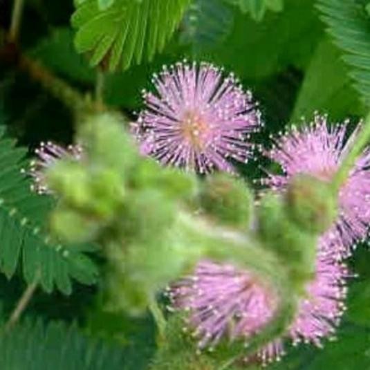 

Putri malu segar baru d petik pas orderan masuk