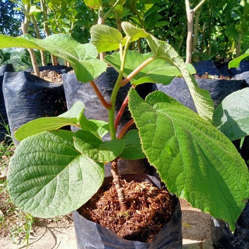 Tanaman Buah Kiwi bibit buah kiwi asli