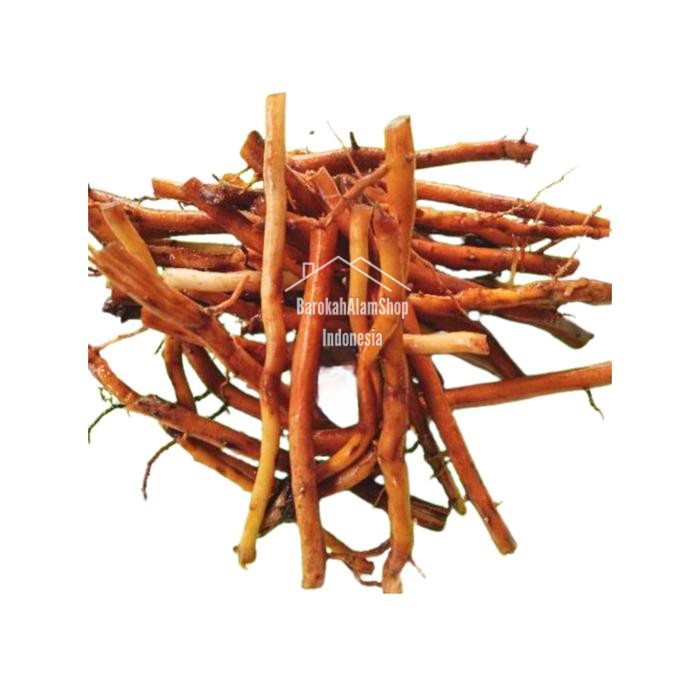 

Akar Pohon Kelapa Segar 1 Kg Fresh petik dadakan