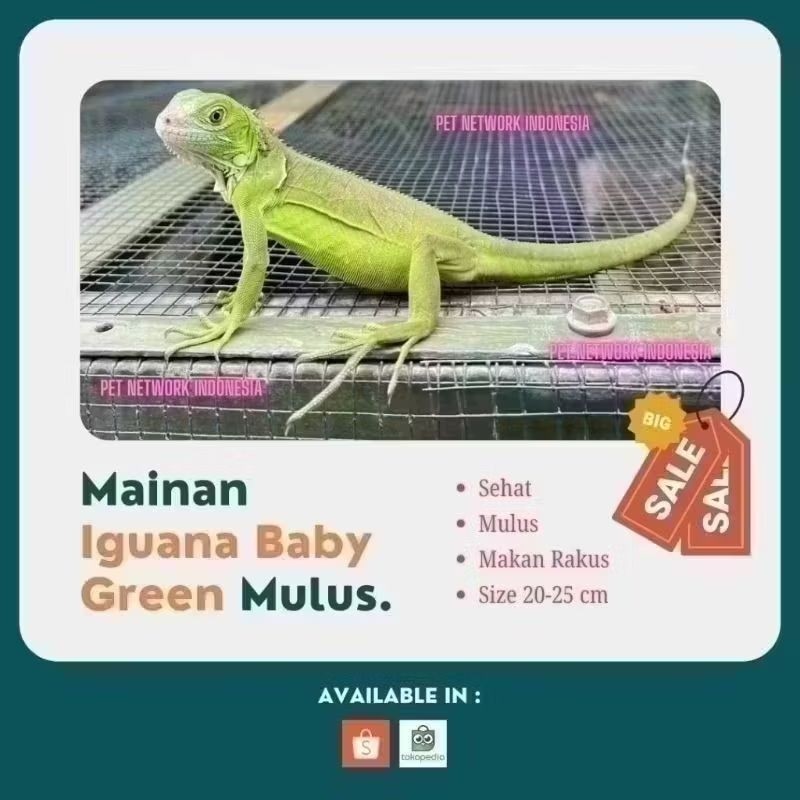 MAINAN ANAK IGUANA GREEN BABY MULUS