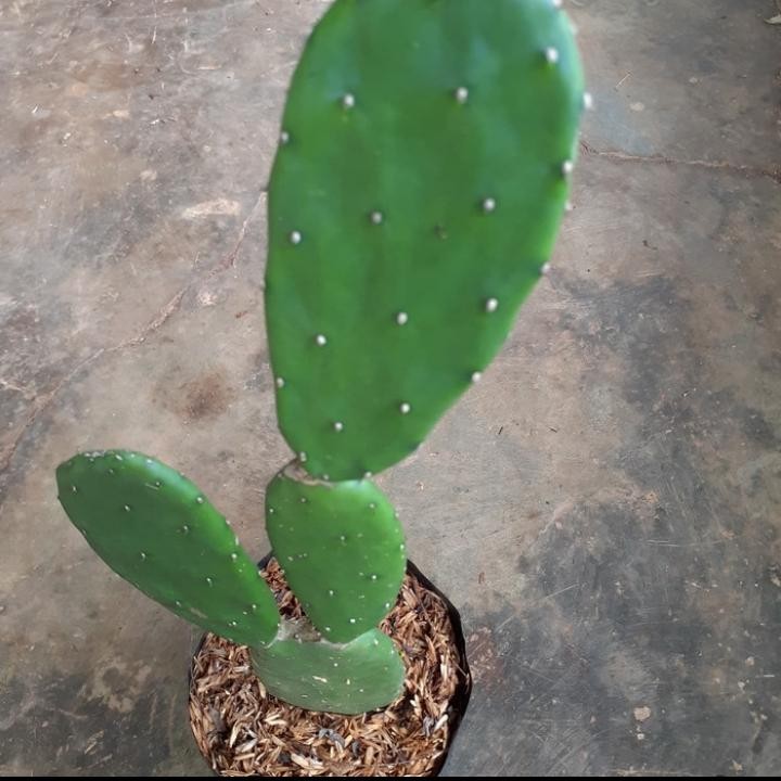 Tanaman hias kaktus centong pohon - pohon kaktus