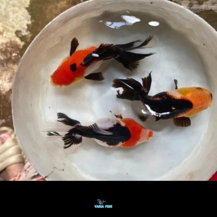 Ikan Koki Oranda Tricolor Paket 5 Ekor 5-6 cm