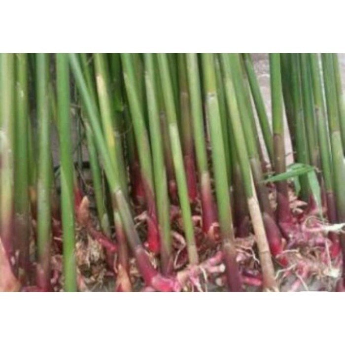 

silahkan COD BIBIT KAPOLAGA HIBRIDA BBIT UNGGUL Terlaris ..