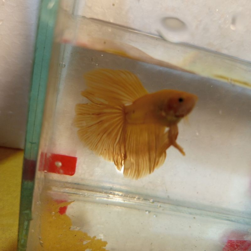 Hobi  Cupang Halfmoon Yellow