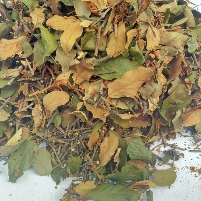 

Benalu Jengkol Kering Asli 500 Gram Herbal Tea