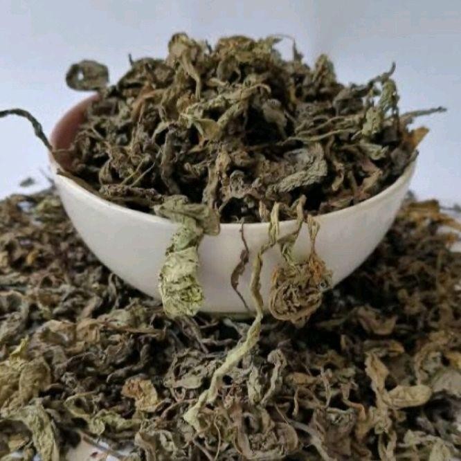 

Daun Pecut Kuda Kering Asli Herbal Alami 500 gram